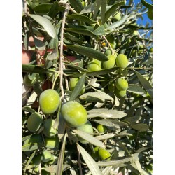 Ham Yeşil  Zeytin 1 Kg 